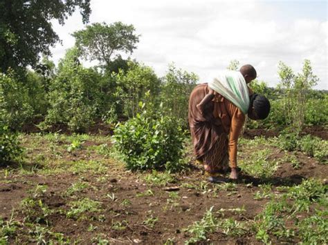 Sustainable Agriculture In Ethiopia Needs Improvement