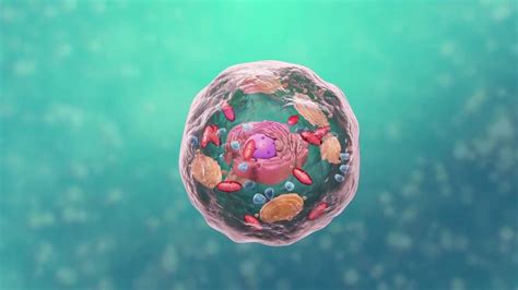 Les Cellules Et Leurs Constituants Visibles Au Microscope Youtube