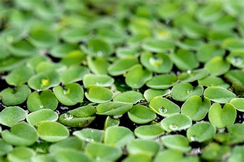 Is Duckweed The Super Hero Of The Plant Kingdom Eco18