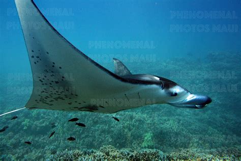 Manta Ray Profile On Metal Phenomenal Photos Maui