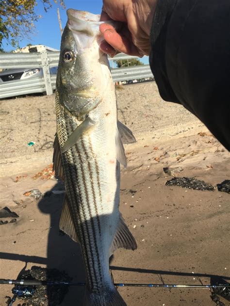 My Largest Striper This Year Caught In Nyc Still Not A Keeper At Only