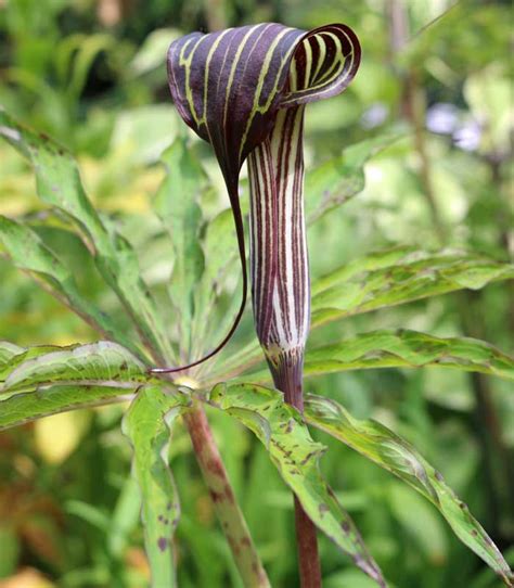 Arisaema Consanguineum Himalayan Cobra Lily