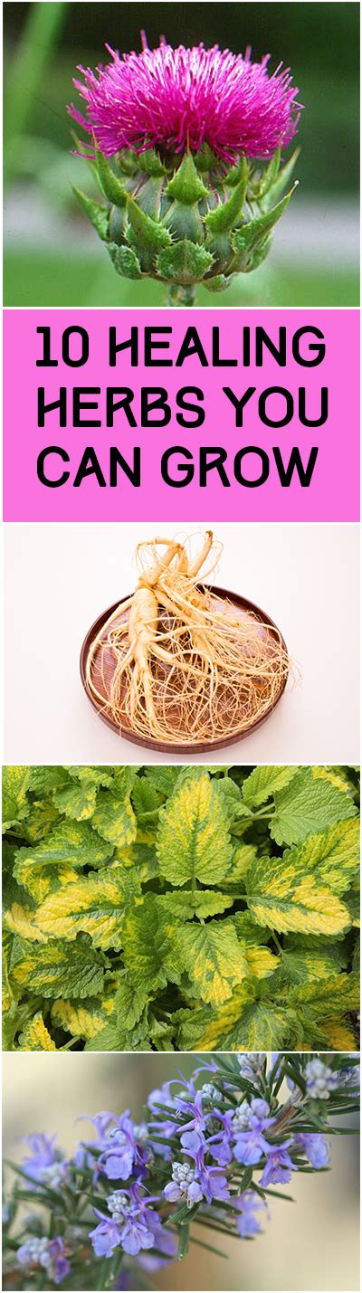 10 Herbs To Grow That Heal ~ Bless My Weeds