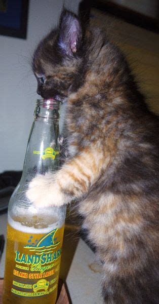 Kitten Drinking Beer Drinking Beer Funny Cute Cats Party Food And