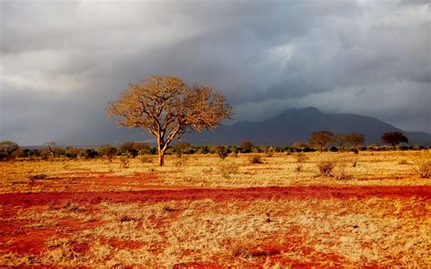 Bonhams fine art auctioneers & valuers: Francesca Riess Photography: African Landscapes