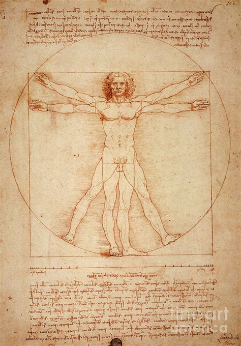Vitruvian Man By Leonardo Da Vinci Drawing By Artanthology