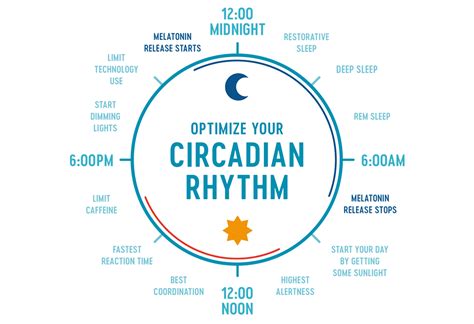 What Is Your Circadian Rhythm — Tray Wellness