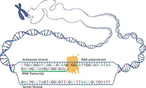 Transcription From Dna To Mrna Mt Hood Community College Biology