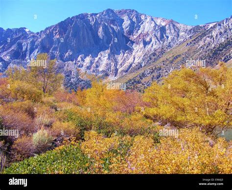Mammoth Mountain Range With Surrounding Bright Fall Color Stock Photo