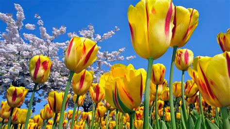 Pictures Of Yellow Tulips Flowers Hd Desktop Wallpapers
