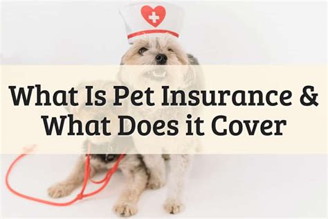 What Is Pet Insurance And What Does It Cover