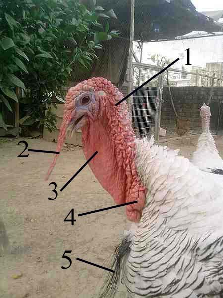 Anatomy Of A Turkey Head Good Morning Gloucester