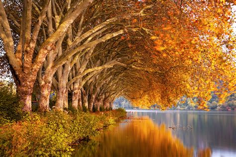 Wallpaper Autumn Nature Reflected River Branches Trees