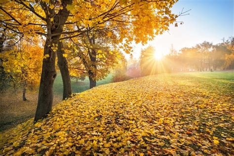 Premium Photo Rays Of The Sun Through Golden Autumn Leaves On Trees