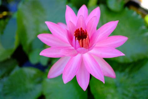 Beautiful Old Rose Pink Lotus Or Water Lily Flower In Pond Stock Image