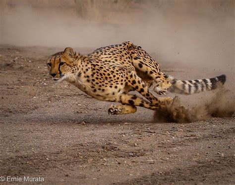 Cheetah Fastest Land Animalphoto Taken At Animal Ark Reno Flickr