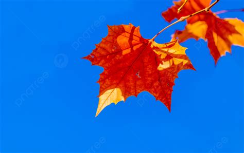 가을 푸른 하늘 단풍 붉은 단풍 사진지도 배경 및 무료 다운로드를위한 그림 Pngtree