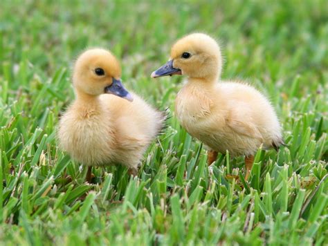 Two Baby Ducks