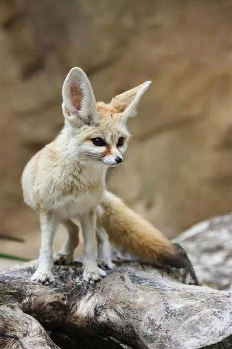 Sand Fox American And Mexican Deserts Pet Fox Baby Animals Cute