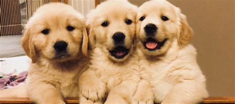 The Cutest Golden Retriever Puppies Youve Ever Seen
