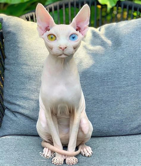 If you want a cat who will sleep on your lap while you watch tv, snuggle up with you at night, and greet you at the door after work, this breed will not disappoint. This Daughter Did Their Research And Realized A Sphynx Was ...