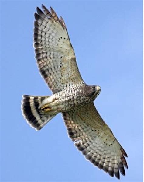 Ohio Birds Of Prey From Eagles To Owls Falcons To Hawks Identifying