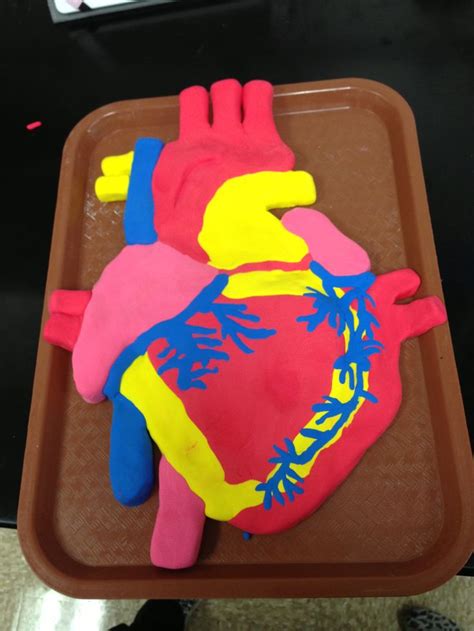 For The Kinesthetic Learner A Clay Model Of The Heart Creating A