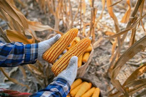 When And How To Harvest Corn Pm News