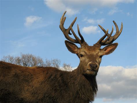 Banco De Imagens Animais Selvagens Cervo Chifre Mamífero Fauna