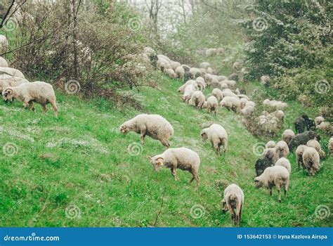 Sheep Are Grazing In Spring On Snow Covered Slope Mountain Stock Image