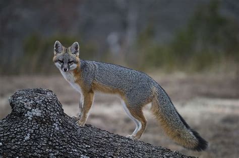 10 Facts About Gray Foxes You Probably Didnt Know Petpress Fox