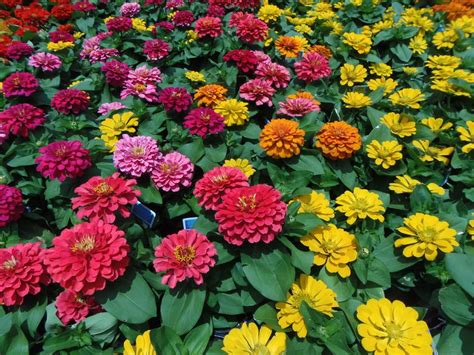 Depends what hemisphere you live in a lot of flowers grow in august because august is a mix of spring and summer mostly pink, orange so bright colored flowers not dark purple or well. 14 Best Flowers to Grow From Seed