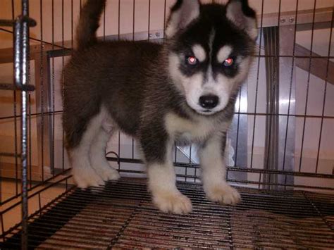 Husky prices in the usa. Siberian husky puppies FOR SALE ADOPTION from Melaka ...