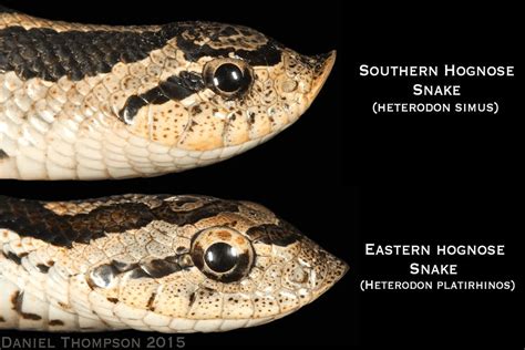 Whats The Difference Between Eastern And Western Hognose Snakes