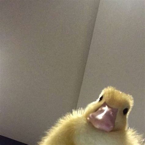 Sunshinelifee In 2020 Cute Ducklings Cute Animal Memes Cute Baby
