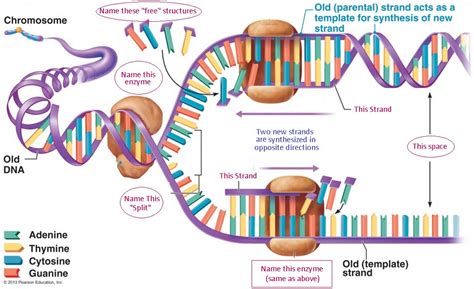 Chapter DNA Replication Diagram Quizlet