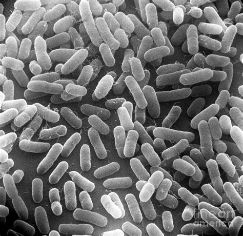 E Coli Bacteria Sem X24000 Photograph By David M Phillips