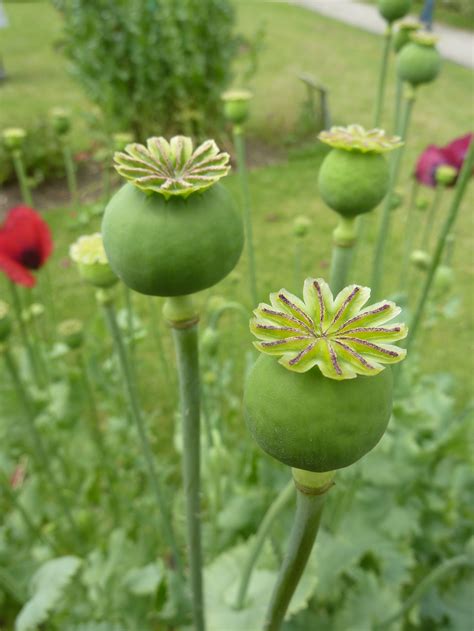 Opium Poppy Seeds — Ravensong Seeds And Herbals