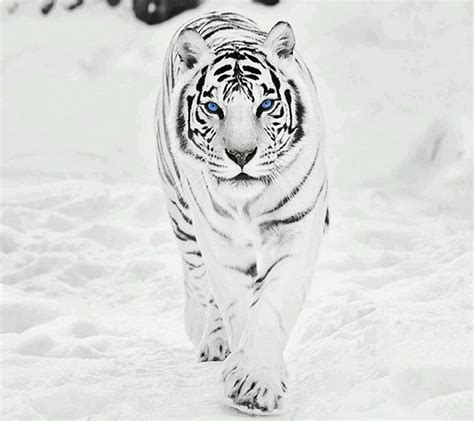 Descubrir más de 54 tigre con fondo blanco última kidsdream edu vn