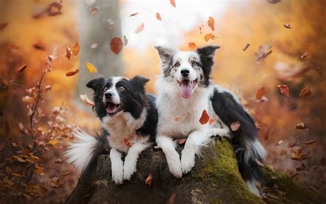 Border Collie Hd Wallpaper Background Image 1920x1200 Id1107813