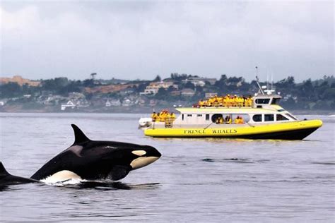 Half Day Whale Watching Adventure From Victoria Provided By Prince Of