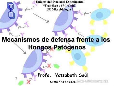 Mecanismos De Defensa Frente A Hongos Patogenos Ppt