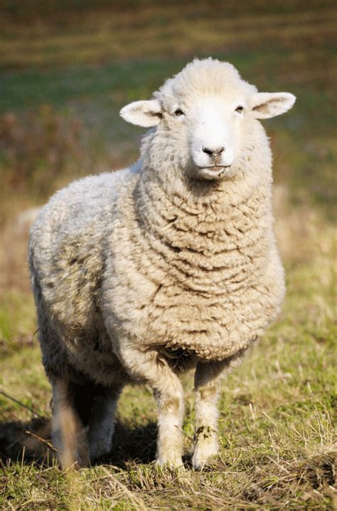 Domestic Sheep Facts Information About Diet And Habitat 2023