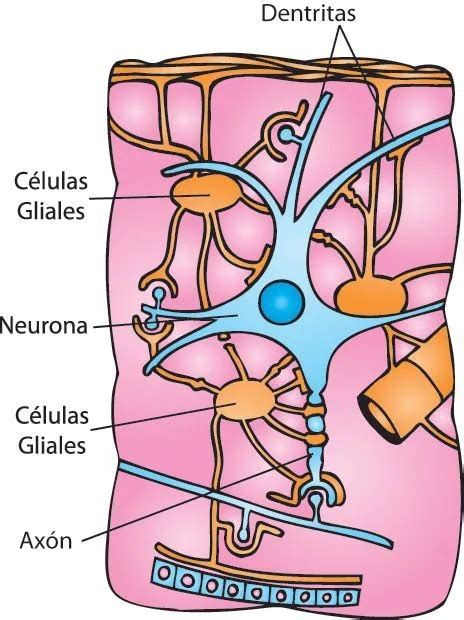 El Sistema Nervioso Humano Las Células Nerviosas Escolar Abc Color
