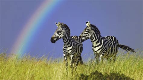 Top 20 Most Cute And Dashing Zebra Wallpapers In Hd