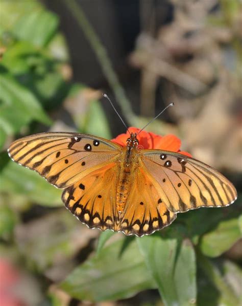 Gulf Fritillary Butterfly On Orange Zinnia Stock Photo Image Of