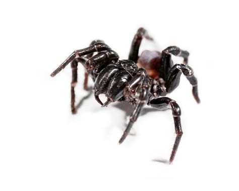Sydney Funnel Web Spider Act Pest Control Canberra Pest Control