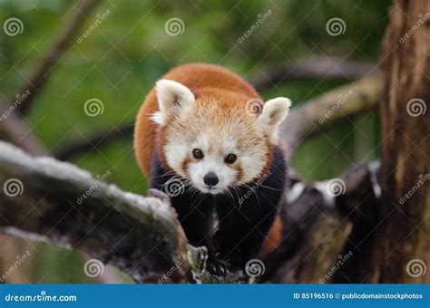 Red Panda Picture Image 85196516