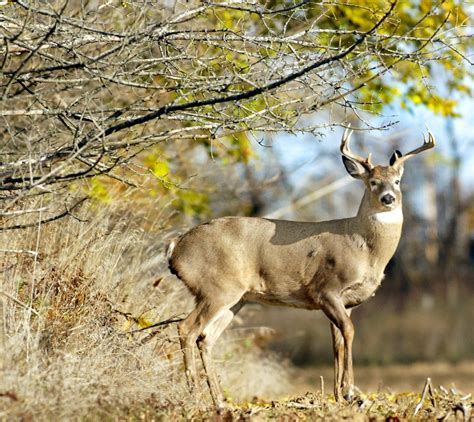 The Rut Leads Whitetails To Abandon Wary Ways The Spokesman Review