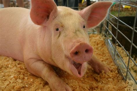 Genetically Modified Pigs Approved For Human Consumption By Fda